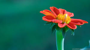 We did not find results for: Most Beautiful Flowers Wallpapers Desktop Desktop Background