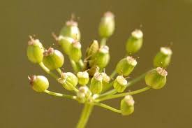 Image result for Galiniera saxifraga