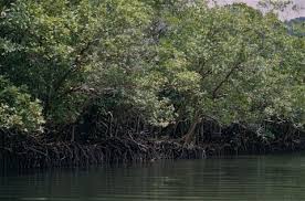 Image result for Bruguiera