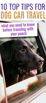 10 Car Travel Tips To Take Your Dogs Along Safely Love Labs World Dog Travel Dog Car Travel Dogs