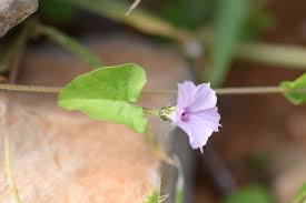Image result for Ipomoea sinensis