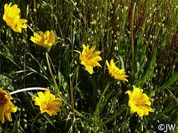 Image result for Clutia angustifolia