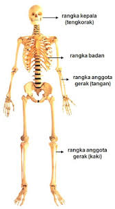 Rangka manusia dibagi menjadi tiga bagian yaitu. Materi Rangka Manusia Fungsi Dan Pemeliharaannya Apri Dwi Prasetyo