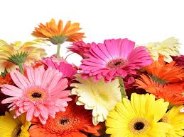 Flowers and meanings with pictures. What Different Flowers Mean For Mother S Day