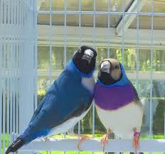 Bird Aviary For Sale Nsw Gouldian Finches For Sale Gouldian Finch For Sale Finches Bird Colorful Birds