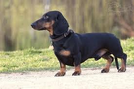 Image result for jezevčík hladkosrstý