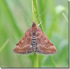 Image result for Pyrausta aerealis