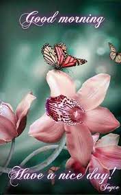 Pin By Dumitrescu Adrian On Good Morning Flower Drawing Flower Aesthetic Beautiful Flowers