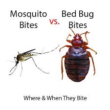 Image result for mosquito bite