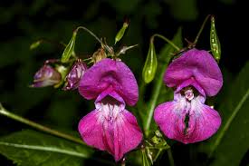 Image result for Antirrhinum