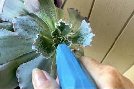 Where do mealy bugs come from? How To Deal With Mealy Bugs On Succulents Debra Lee Baldwin