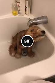 Just A Puppy Taking A Bath Best Cat Gifs Animal Gifs Animal Planet
