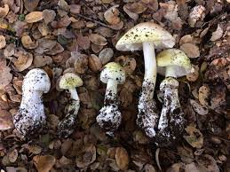 Maybe you would like to learn more about one of these? Eurekalert Science News Releases