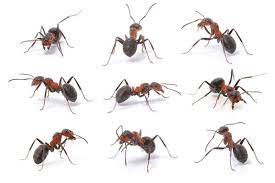 Types Of Ants Eight Common Invaders While There Are More Than 12 000 Known Species Of Ant Only A Handful Are Types Of Ants Different Types Of Ants Insects