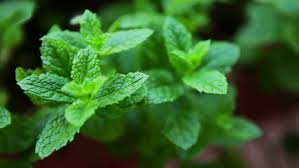 The peppermint plant is a versatile perennial herb that has been cherished since ancient times. Moving Over Peppermint Plants In Stock Footage Video 100 Royalty Free 1243945 Shutterstock