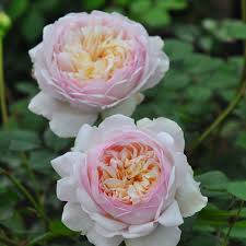 シュクレ｜バラ図鑑｜いばらきフラワーパーク【公式】