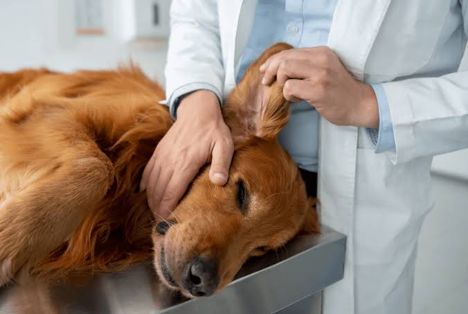 How Chronic Illness Plans Benefit Pet Owners and Vet Practices