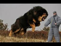 Kafkas Coban Kopegi Kavkazskaya Ovcharka Qafqaz Coban Iti Caucasian Ovcharka Youtube Mastiff Dog Breeds Tibetan Mastiff Dog Dangerous Dogs