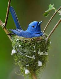 Pin On Bird Sanctuary