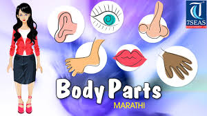 These samples show how body parts are used in marathi. Learn Kids Body Parts Animated Learning In Marathi Learn Human Body In Marathi Youtube