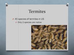 Don't let misconceptions about termites control your thoughts on pest management. Ppt Termites Powerpoint Presentation Free Download Id 2201953