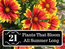 Check spelling or type a new query. 21 Plants That Bloom All Summer Long In 2020 Summer Plants Plants Flowers Perennials