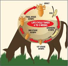 Image result for lice life cycle