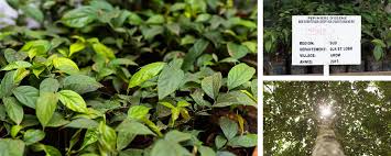 Image result for Diospyros crassiflora