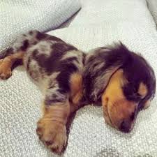 Pin Di Pretty Little Sayings Su Animal World Cuccioli Di Cani Cuccioli Di Animale Cani E Cuccioli