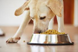 Wer kennt die situation nicht? Feste Futterungszeiten Wichtig Hundefutter Test