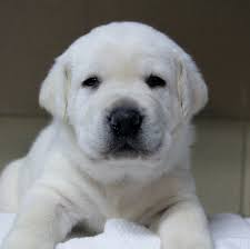 With thousands of yellow lab puppies for sale and hundreds of yellow lab dog breeders, you're sure to find the perfect yellow lab puppy. White Lab Puppies For Sale White Labradors White Labrador Puppies