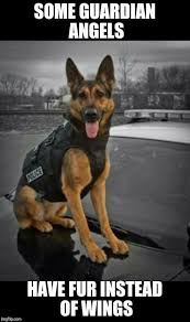 Top 31 Police Dog Memes Dog Memes Police Top Military Dogs Military Working Dogs Dogs