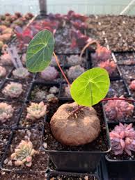 Image result for Stephania cyanantha