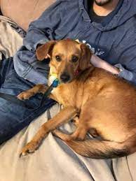 *we help us save dogs in need. Dog For Adoption Yellow Labs Yellow Labs A Yellow Labrador Retriever Mix In Mount Laurel Nj Petfinder