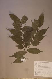 Image result for Carpolobia goetzei