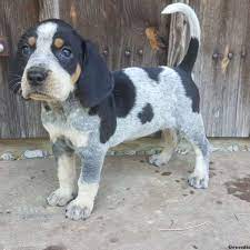 Adopt bluetick coonhound dogs in georgia. Bluetick Coonhound Puppies For Sale Greenfield Puppies Coonhound Puppy Bluetick Coonhound Blue Tick Hound Puppy