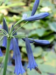 Image result for Agapanthus inapertus