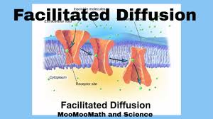 What is an example of diffusion in cells. 3 Types Of Diffusion Plus Examples For Each Nayturr