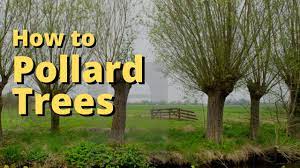 For those that aren't familiar with the term, to pollard a tree means to prune it back to a certain. Pollarding A Tree Youtube