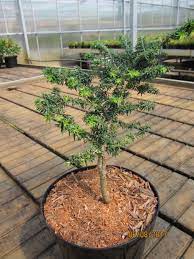 Huss, hartford, connecticut, is still an attractive selection for small gardens. Tsuga Canadensis Hussi Zwergige Hemlocktanne Hussi