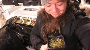 Garden Videos, How to Grow Perennial Flower Seed Series, 1. Supply Ideas,  2. How to Sow Seeds, 3. Plant Indoors Without a Greenhouse