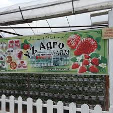 Photos At Yz Strawberry Farm Farmers Market In Cameron Highlands No.22,kampung taman sedia, cameron highlands,pahang dm. foursquare