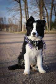 Border Collie Puppies For Sale Collie Puppies For Sale Border Collie Puppies Collie Puppies