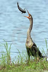 Predator Prey Beautiful Birds Animals Nature Birds