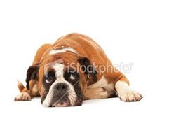 Dog Image Photo Istock Png Dangerous Dogs Dogs Norfolk Terrier Puppies