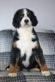 Bernese mountain dogs raised in the hills of ohio's heartland. Bernese Mountain Dog Puppy For Sale In Kent Oh Adn 58573 On Puppyfinder Com Gender Male Age Bernese Mountain Dog Bernese Mountain Dog Puppy Working Breeds