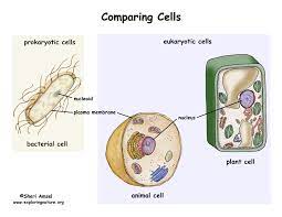Prokaryotic cells also lack most of the other cytoplasmic organelles present in eukaryotic cells. Prokaryotic Vs Eukaryotic Cells