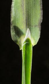 Image result for Digitaria debilis