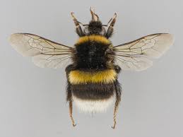 Image result for Bombus cryptarum