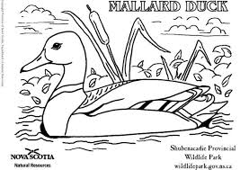 Coloring Page Duck Coloring Pages Colouring Pages Duck